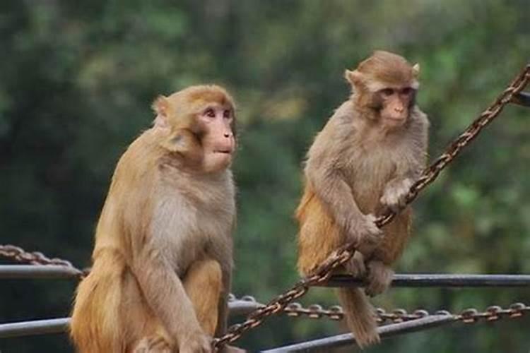 犯太岁的怎么破解2024猴？